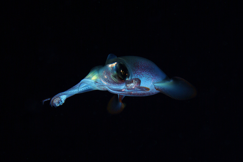 Loligo vulgaris